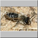 Andrena flavipes - Sandbiene m001d 10mm - Sandgrube Niedringhaussee-det.jpg